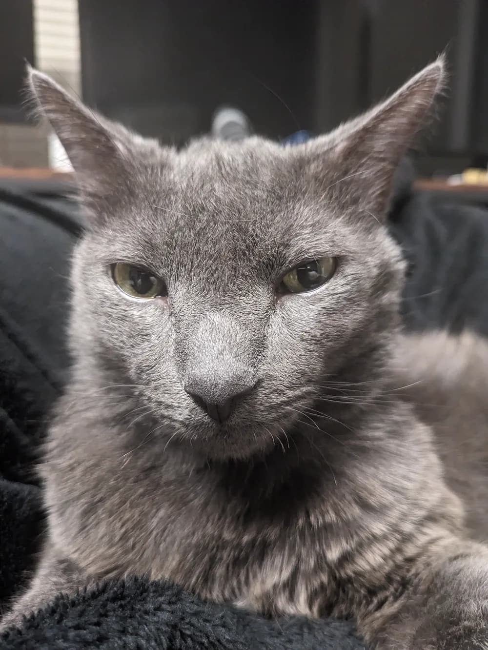 A gray cat looking directly into the camera